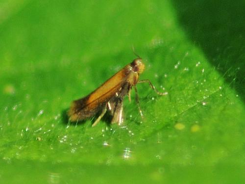 Coptotriche marginea